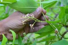 Schrebera swietenioides